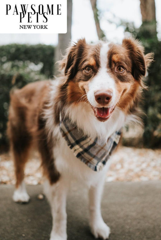 BANDANA - PORTER